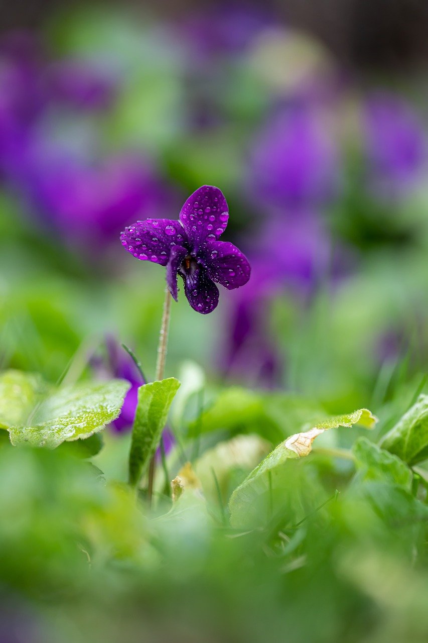flower, violet, garden-7075284.jpg