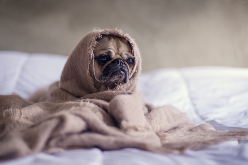 εύκολο-πρωινό-ξύπνημα-pug-covered-in-blanket